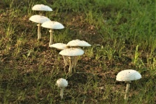 Green Spored Parasol Mushrooms