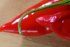 Zelený stonek na červeném chili