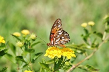 Öböl Fritillary Butterfly