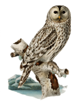 Ural Owl Owl Clipart