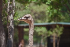 Head and neck of grey ostrich