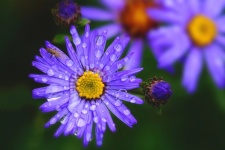 Autumn asters flowers bloom
