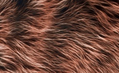Background Fur Hair Texture