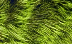 Background Fur Hair Texture