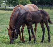 Horse And Foal