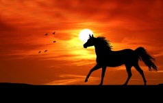 Ló a naplemente sziluettjén