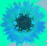 Grunge Blue Sunflower