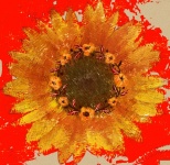 Grunge Orange Sunflower