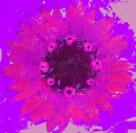 Grunge Purple Sunflower
