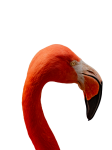 Flamingo-Porträt isoliert