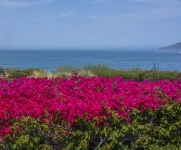 Pink Bougainvillea Flowers At Ocean