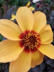 Flor amarela brilho laranja
