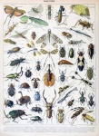 Insekten Käfer Vintage Illustration