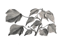 Листья плюща