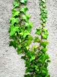 Ivy en pared blanca