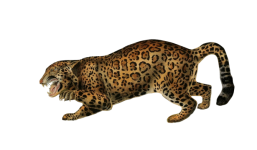 Jaguar Arte Vintage