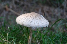 Молодой гриб