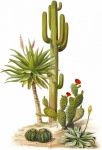 Cactus cactussen vintage kunst
