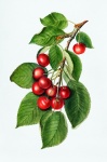 Cherries vintage art illustration