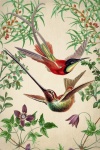 Cartaz de arte vintage com colibri