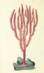 Arte vintage de ilustração de coral