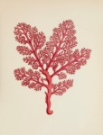 Arte della pittura vintage corallo