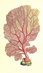 Arte de pintura coral vintage