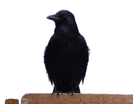 Pássaro corvo PNG transparente