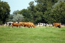 País de pastagem de gado vacas