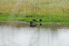 Large Coot Water Birds
