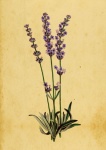 Lavendel bloemen antieke aquarel