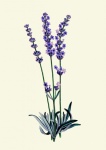 Lavender Flowers Watercolor Clipart