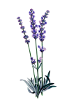Lavendel blommar akvarell Clipart