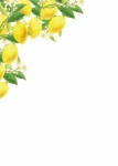 Lemon Citrus Fruit Border