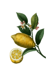 Sztuka w stylu vintage z owocami cytryny