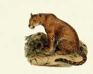 Arte vintage leopardo