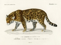 Leopard Vintage Kunst alt