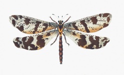 Arte vintage libellula marrone