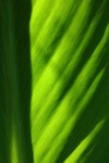 Light On On A Large Green Leaf