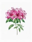 Art vintage de fleurs de lys