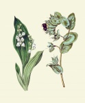 Lily Of The Valley Vintage