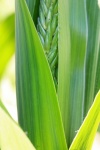 Długie zielone liście na roślinie kukury