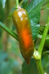 Long Green Pepper Changing Color