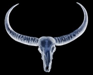 Teschio di bufalo dalle lunghe corna