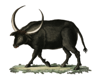 Bufalo dalle lunghe corna