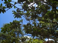 árvore de magnólia com aglomerados de fo