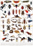 Millot insekter vintage konst
