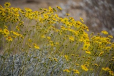 Mojave Aster Yellow Flower