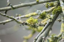 Moss lichen tree close-up