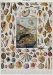 Snäckskal bläckfisk vintage konst